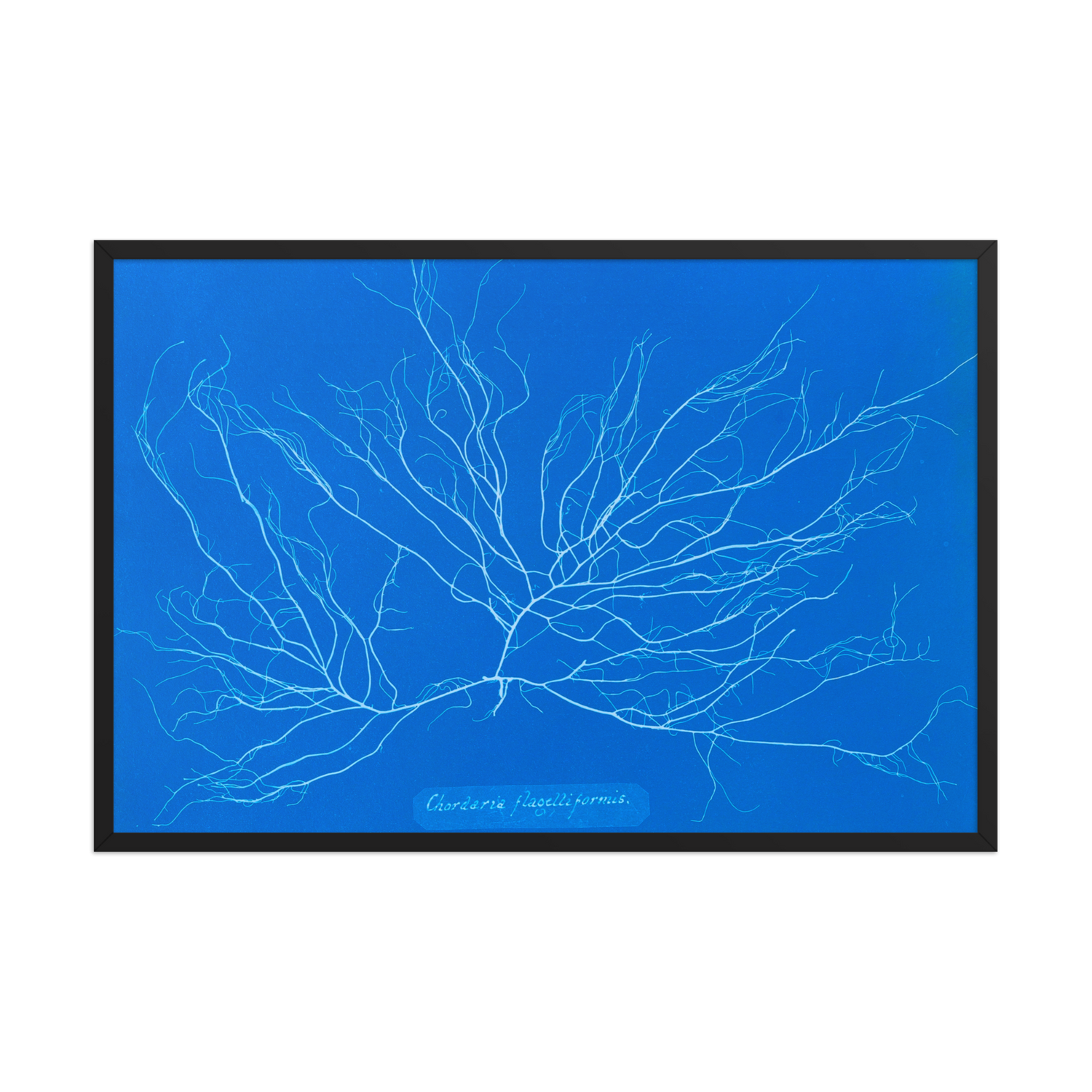 Anna Atkins, Chordaria Flagelliformis, Framed