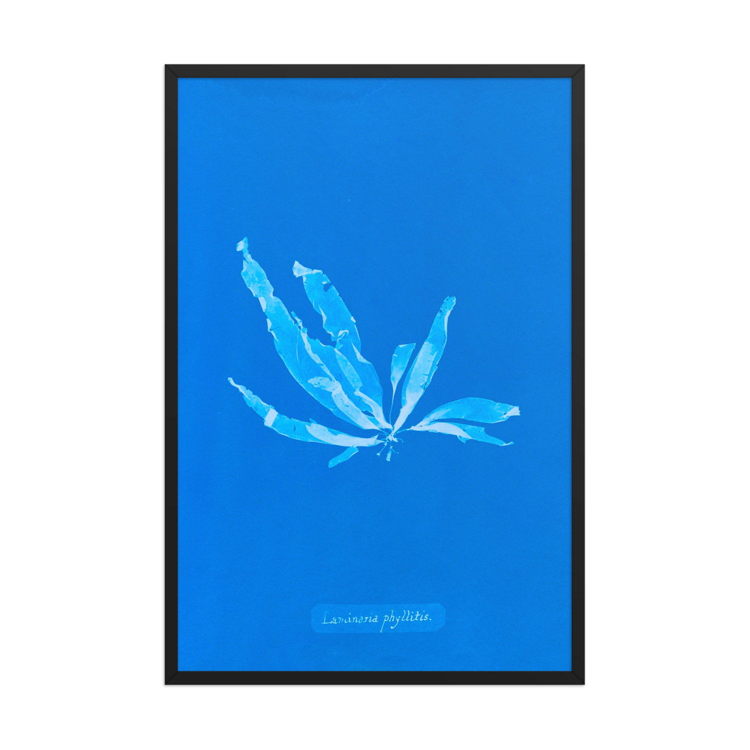 Anna Atkins, Laminaria Phyllitis, Framed