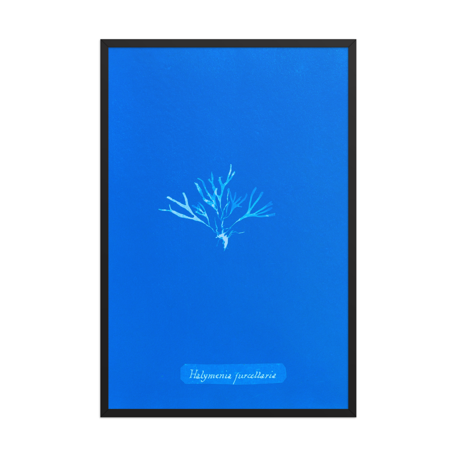 Anna Atkins, Halymenia Furcellata - 1, Framed