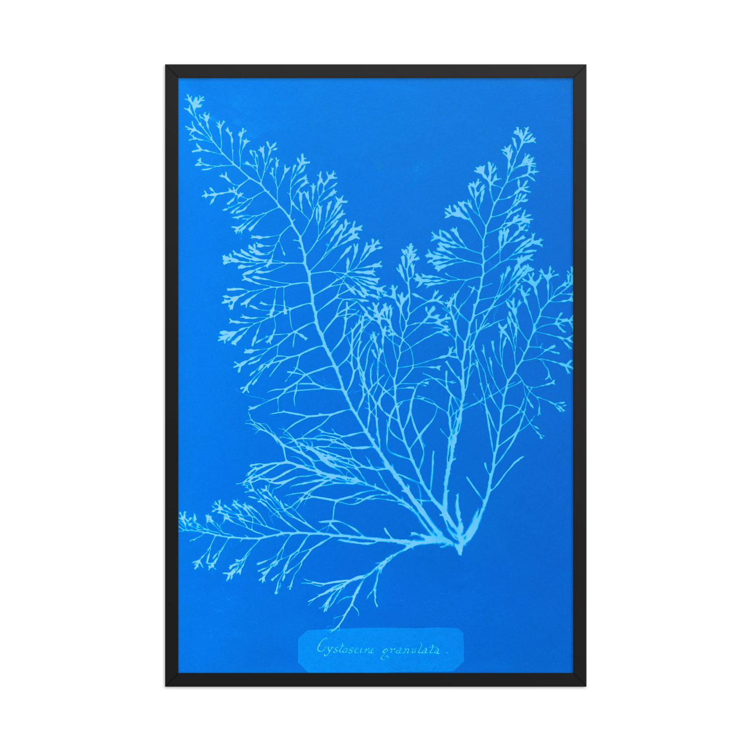 Anna Atkins, Cystoseira Granulata, Framed