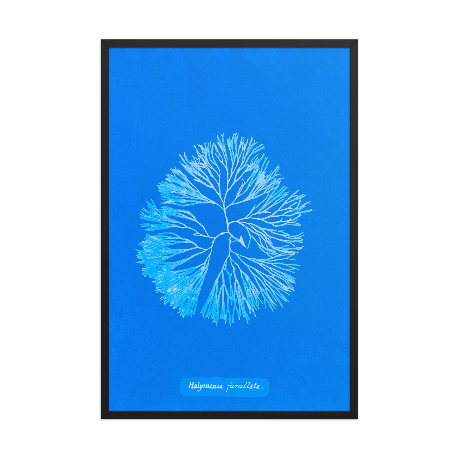 Anna Atkins, Halymenia Furcellata - 3, Framed