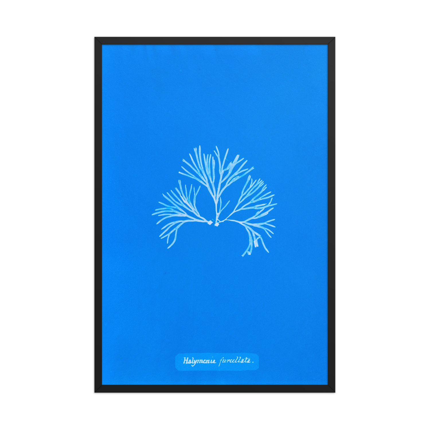 Anna Atkins, Halymenia Furcellata 2, Framed