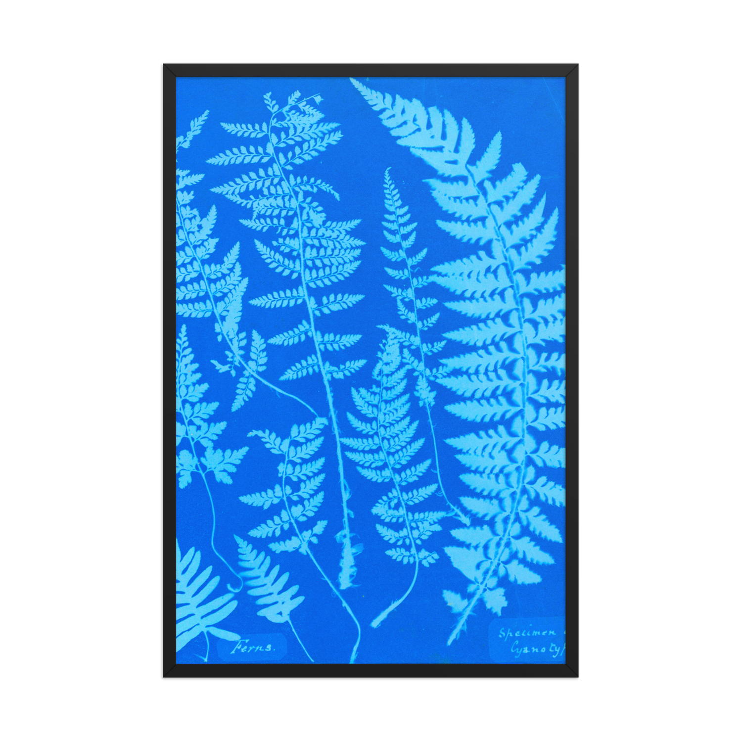 Anna Atkins, Ferns, Specimen of Cyanotype, 1840, Framed