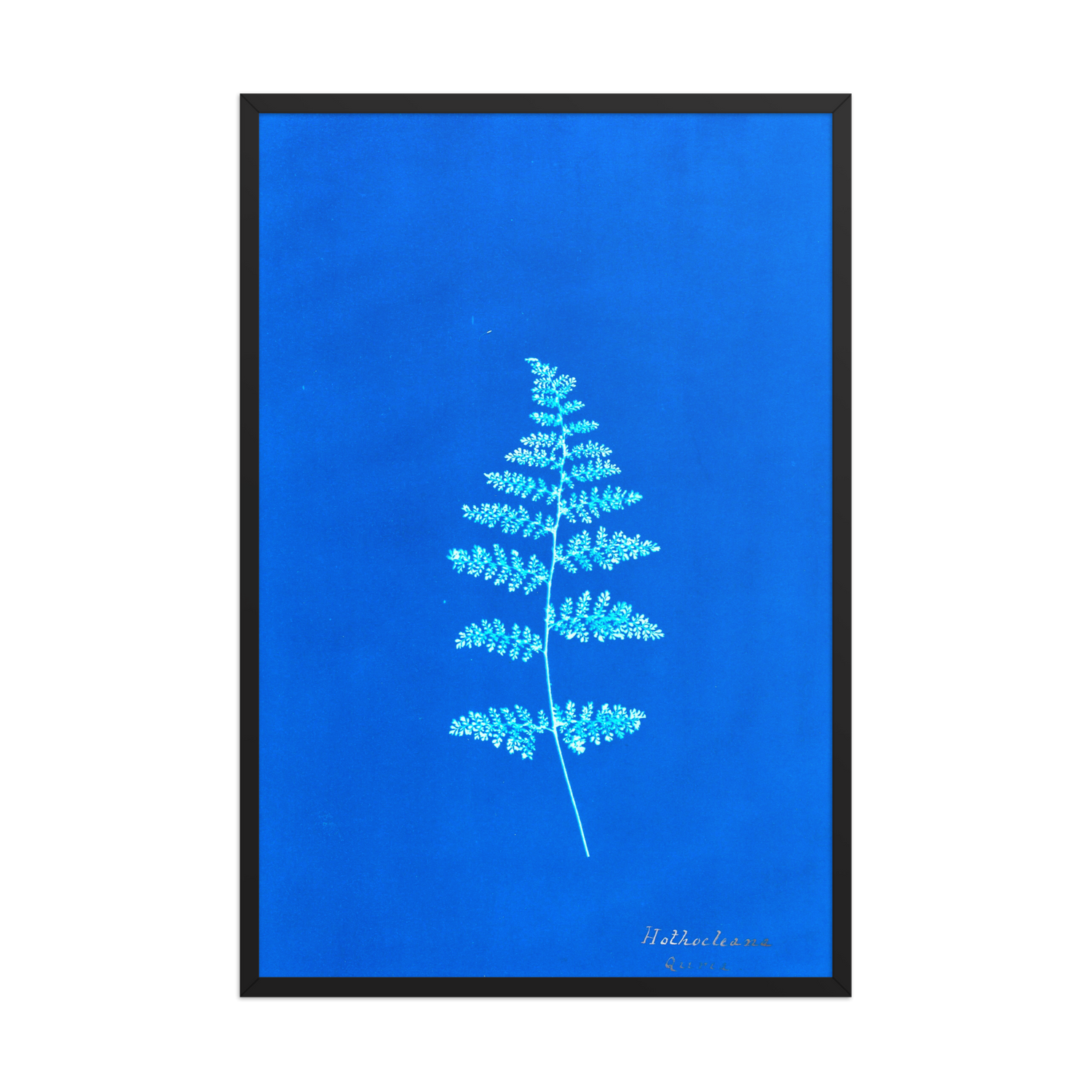 Anna Atkins, Hothocleana, 1850, Framed