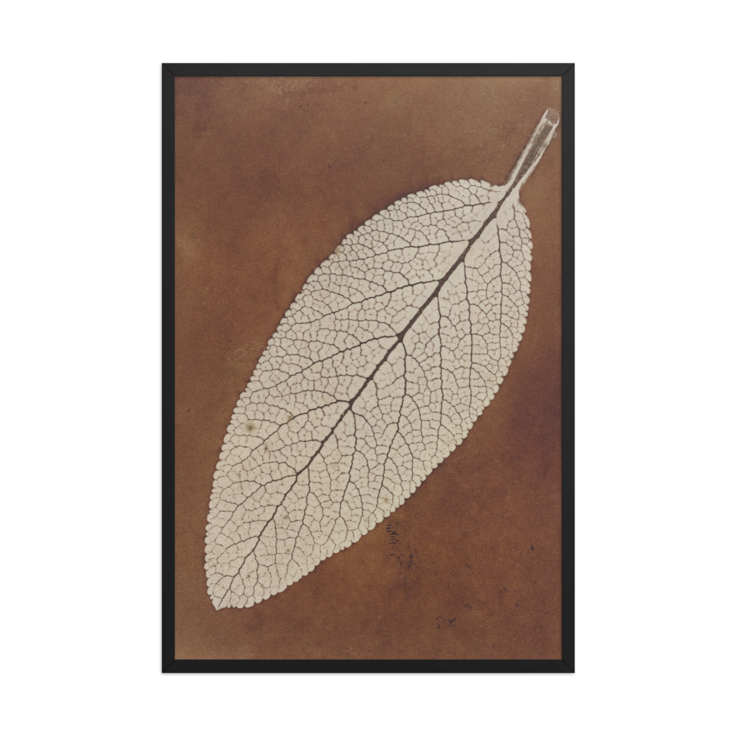 William Henry Fox Talbot, Leaf Study, 1839, Framed