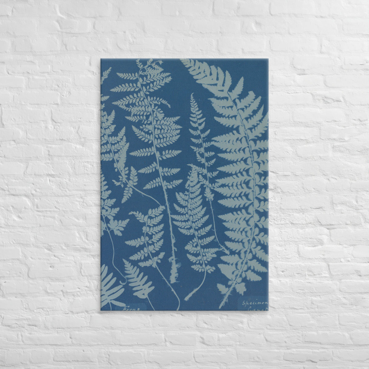 Anna Atkins, Ferns, Specimen of Cyanotype, 1840, Canvas