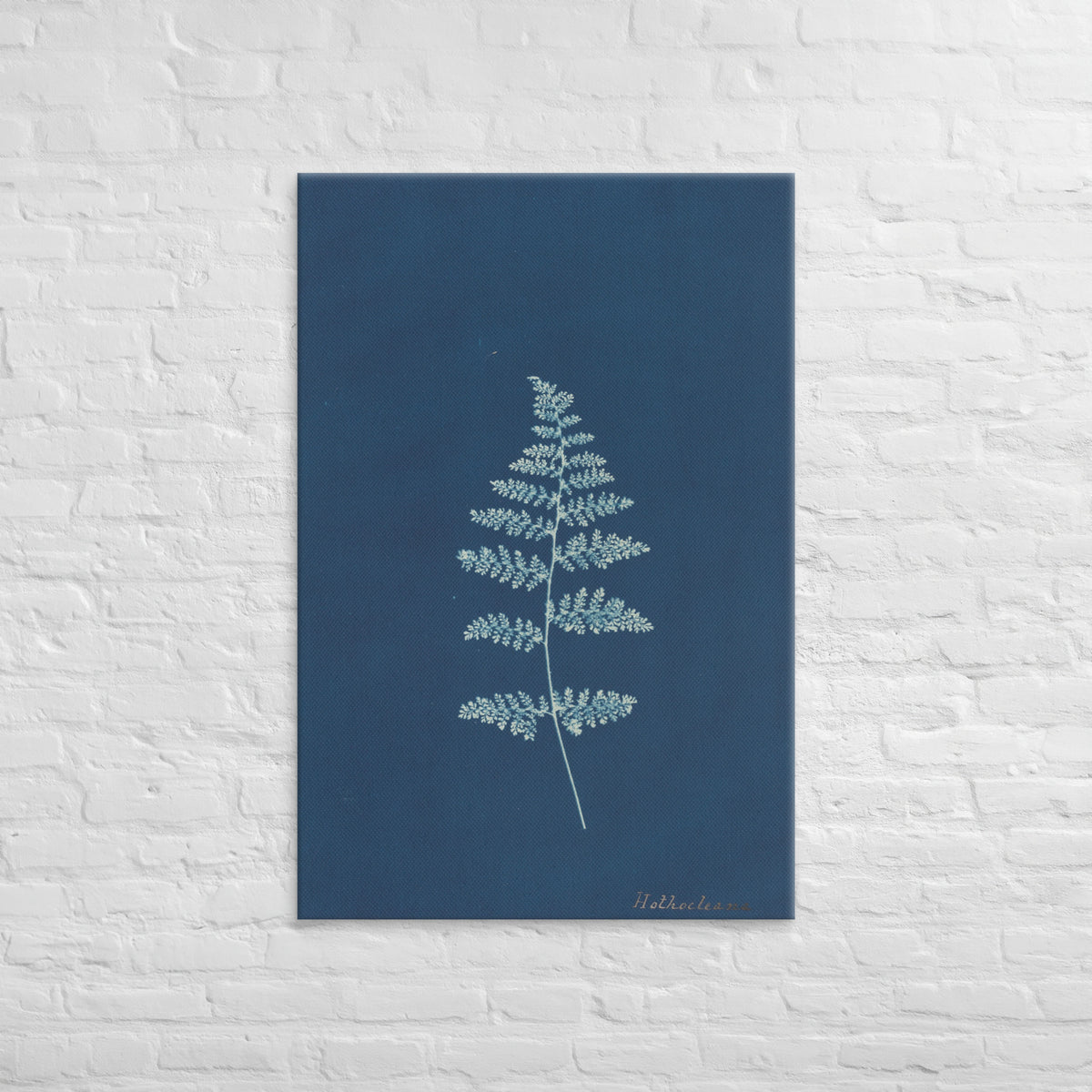 Anna Atkins, Hothocleana, 1850, Canvas