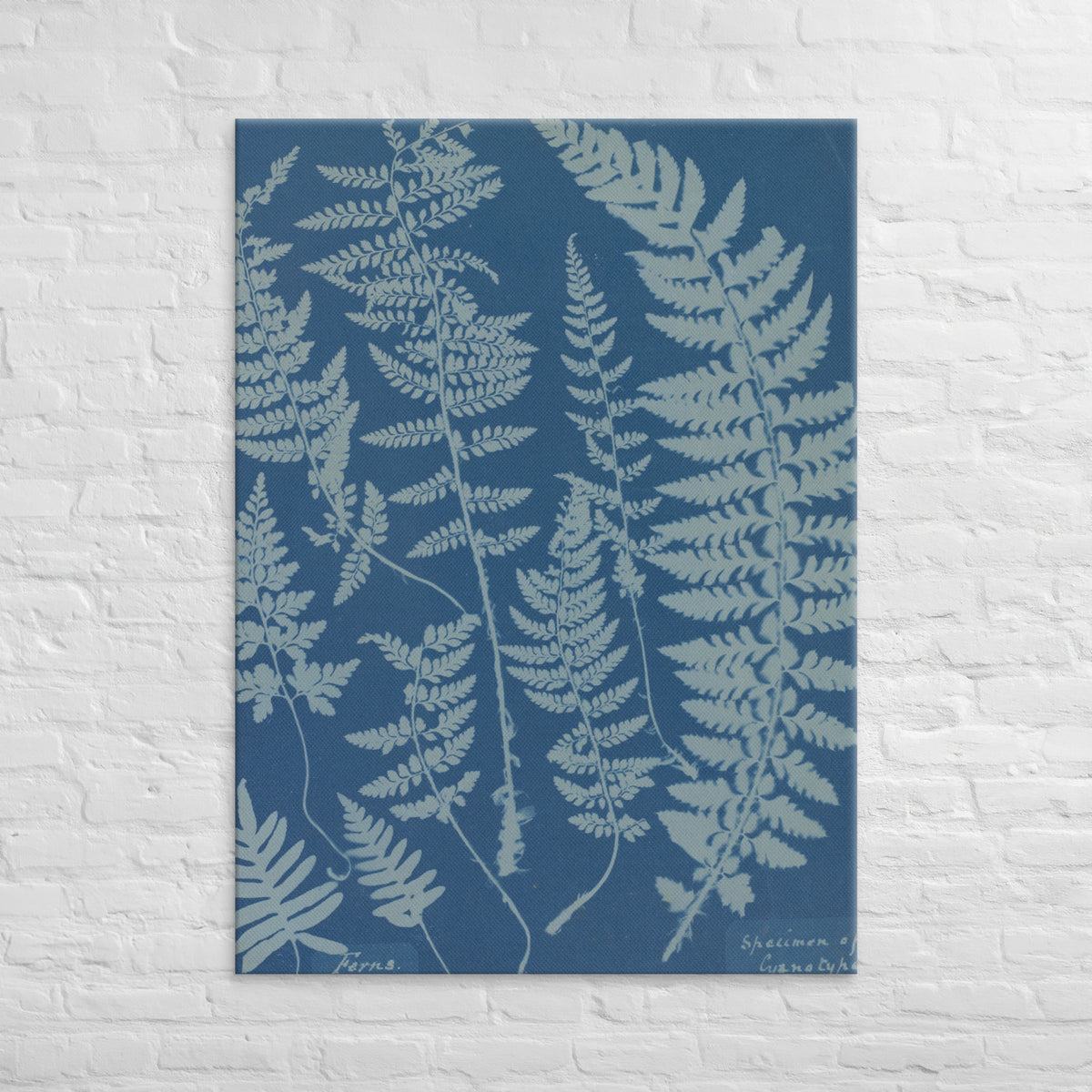 Anna Atkins, Ferns, Specimen of Cyanotype, 1840, Canvas