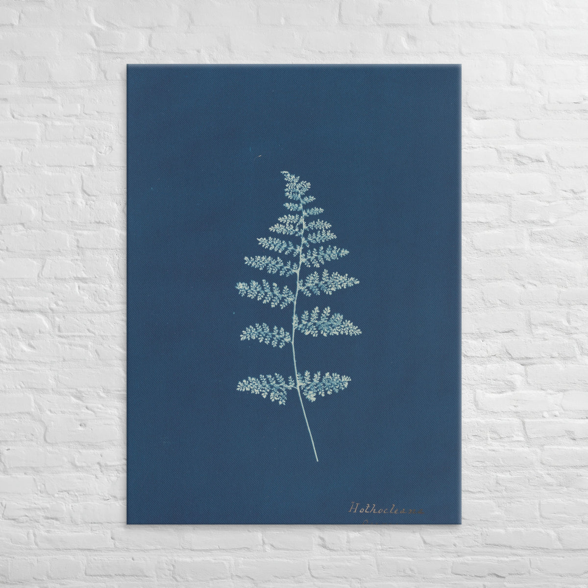 Anna Atkins, Hothocleana, 1850, Canvas