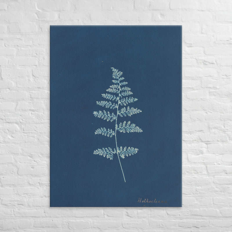 Anna Atkins, Hothocleana, 1850, Canvas