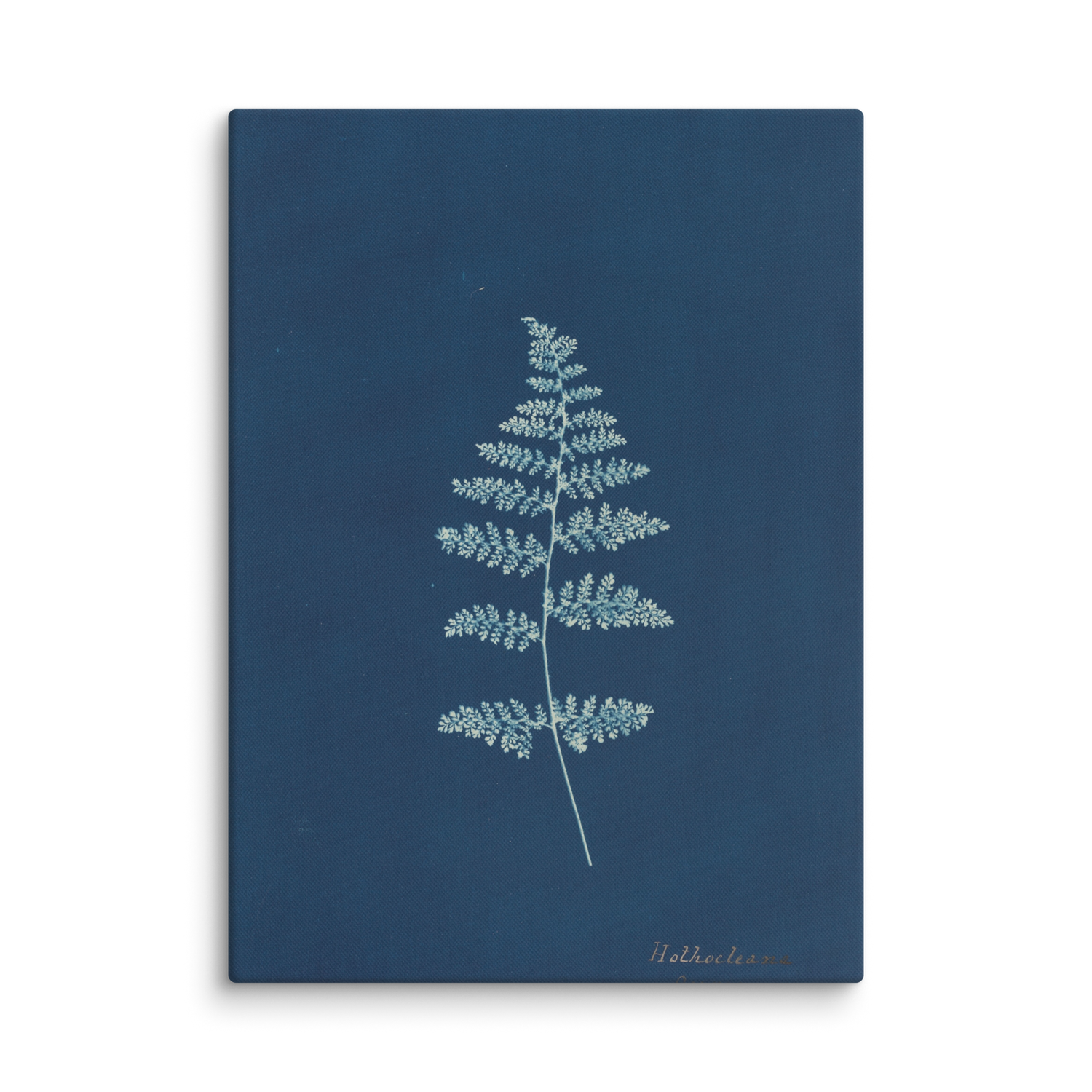 Anna Atkins, Hothocleana, 1850, Canvas