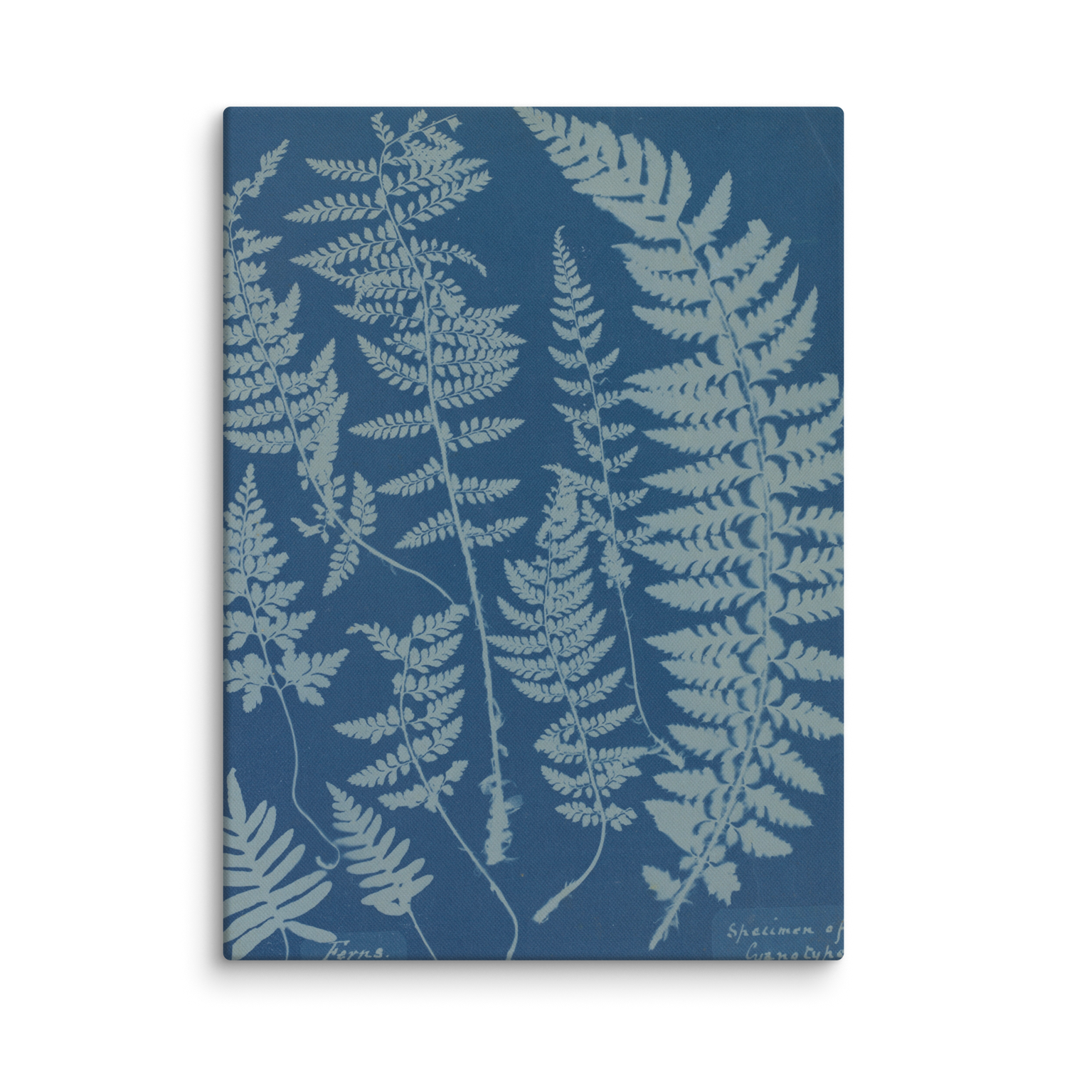 Anna Atkins, Ferns, Specimen of Cyanotype, 1840, Canvas