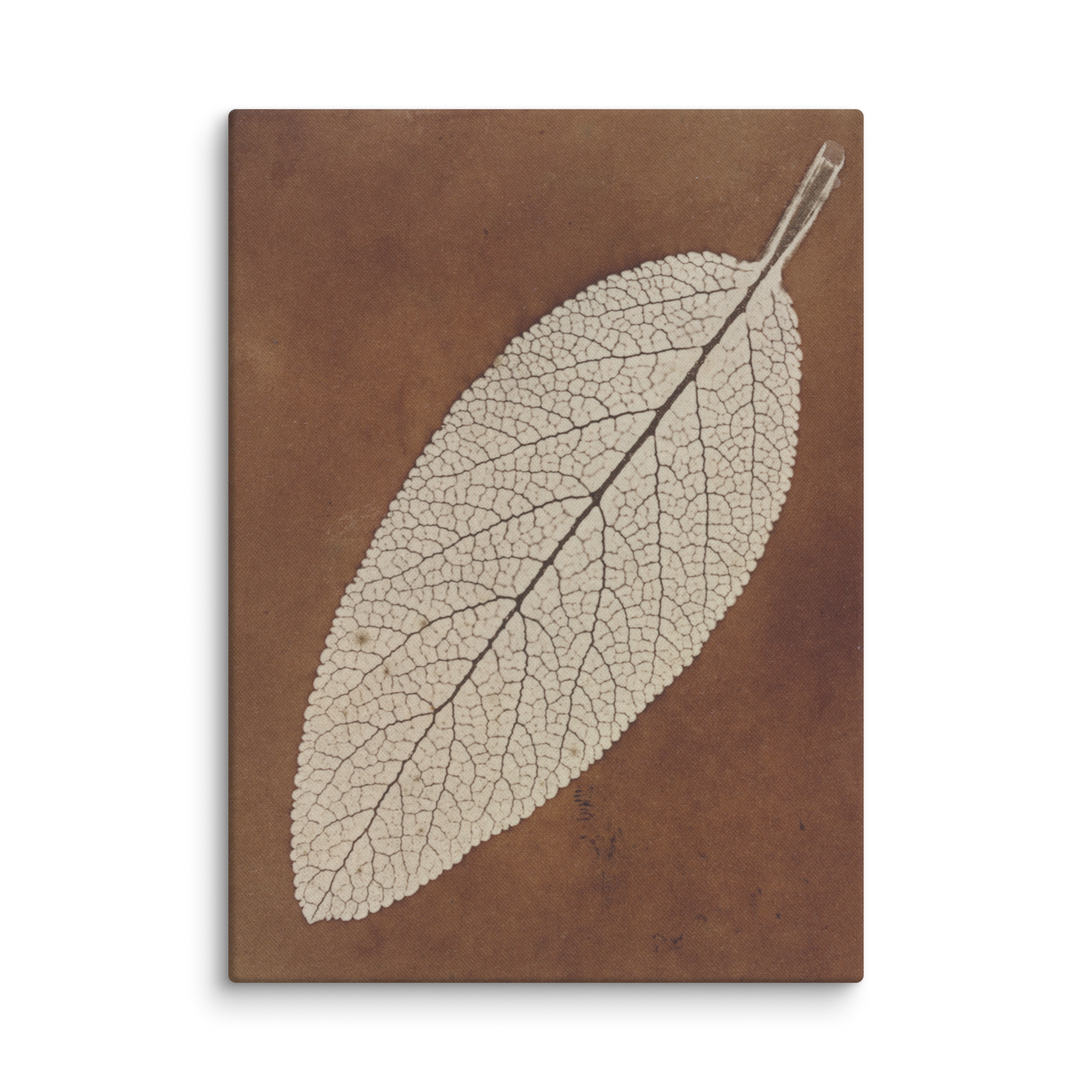 William Henry Fox Talbot, Leaf Study, 1839, Canvas