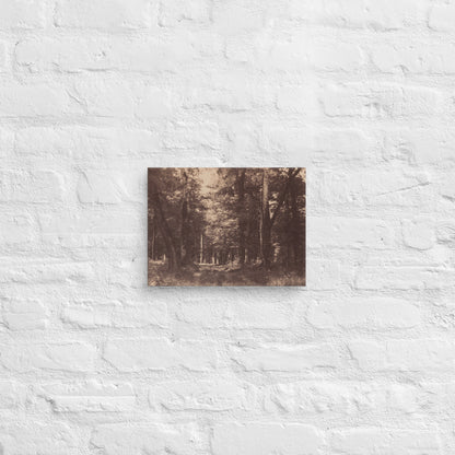 Gustave Le Gray, Bas Breau, Forest of Fontainebleau, 1852, Canvas