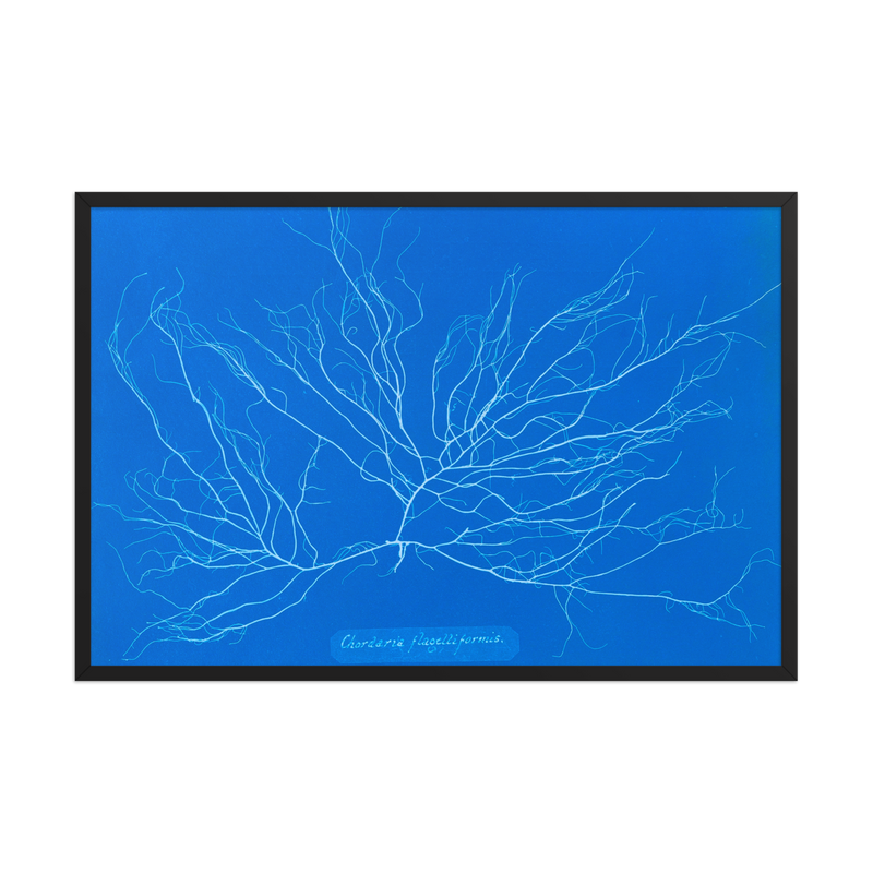 Anna Atkins, Chordaria Flagelliformis, Framed