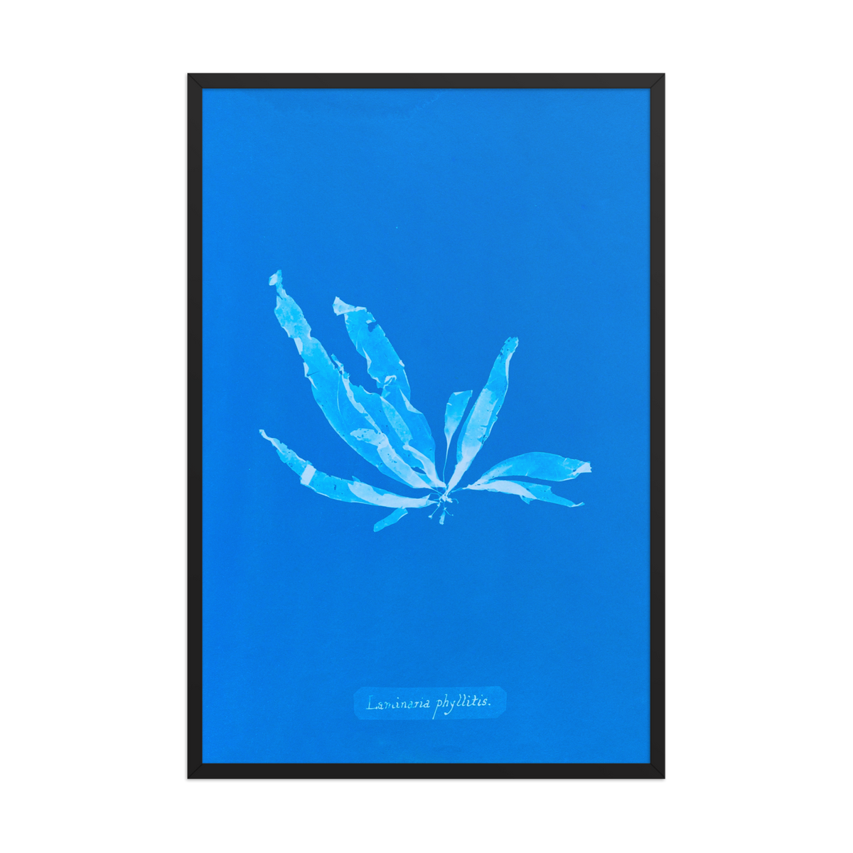 Anna Atkins, Laminaria Phyllitis, Framed