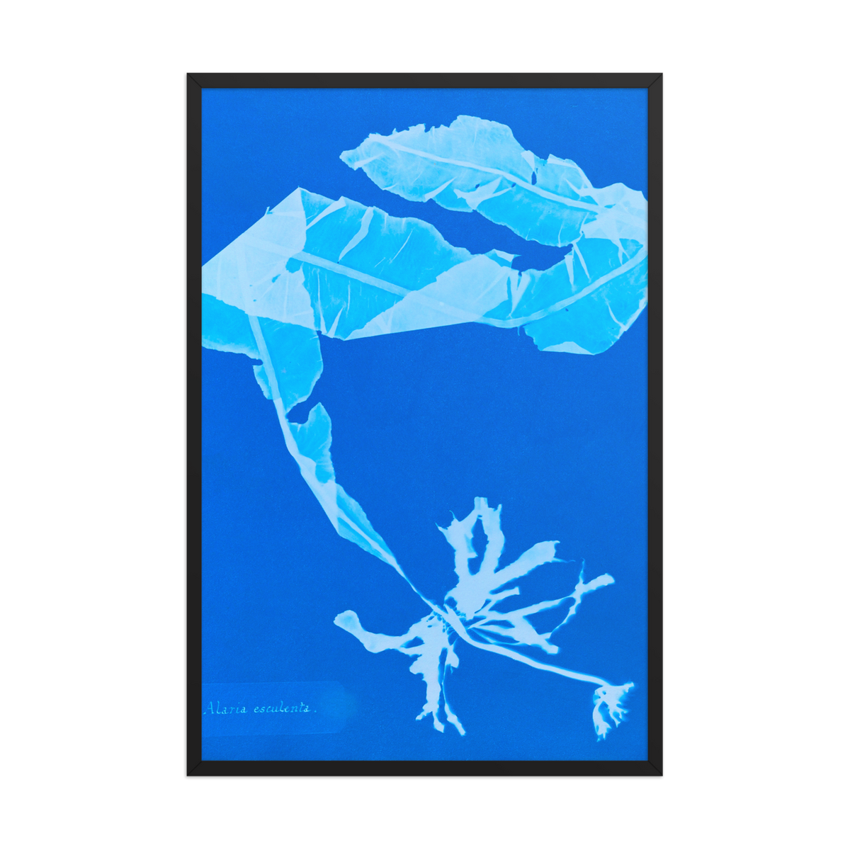 Anna Atkins, Alaria Esculenta, Framed