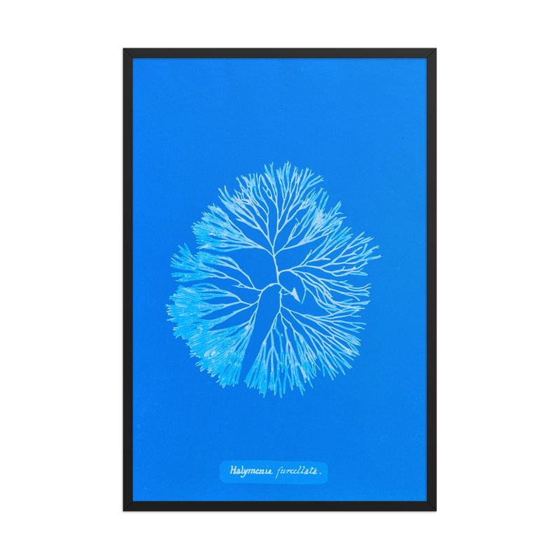 Anna Atkins, Halymenia Furcellata - 3, Framed