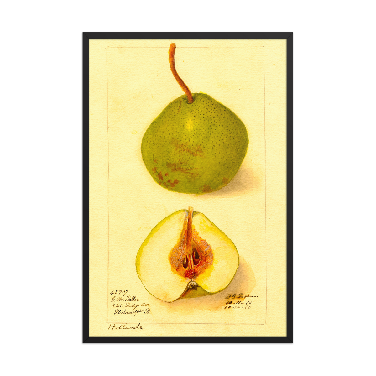 Deborah Passmore, Pyrus Communis Holland, 1910, Framed