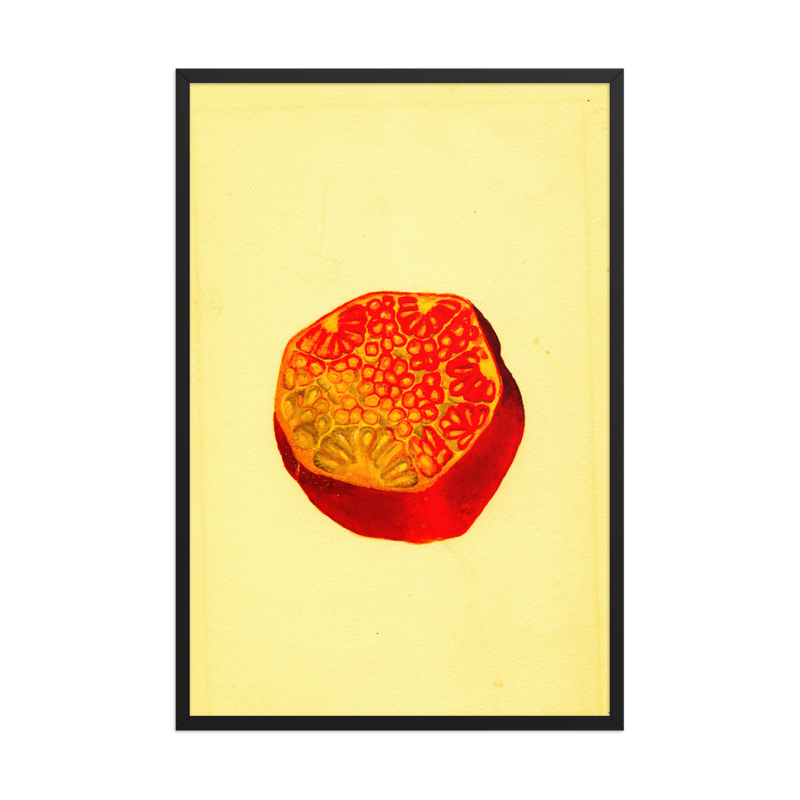 James Marion Shull, Punica Granatum, 1911, Framed