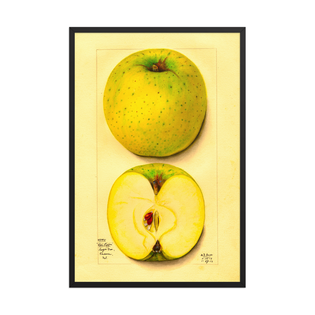 Mary Daisy Arnold, Malus Domestica White Pippin, 1913, Framed