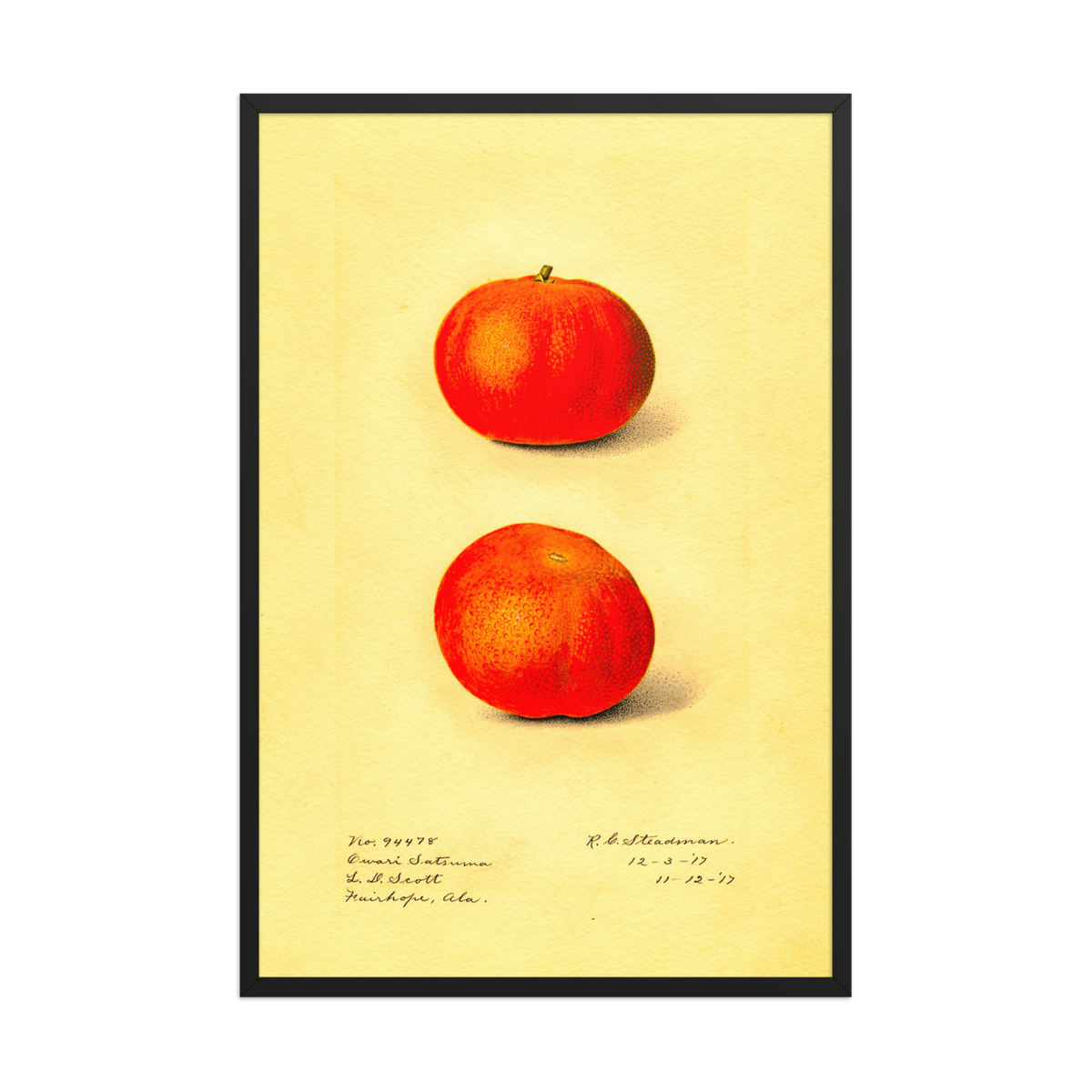 Chalres Steadman, Citrus Sinesis Owari Satsuma, Framed