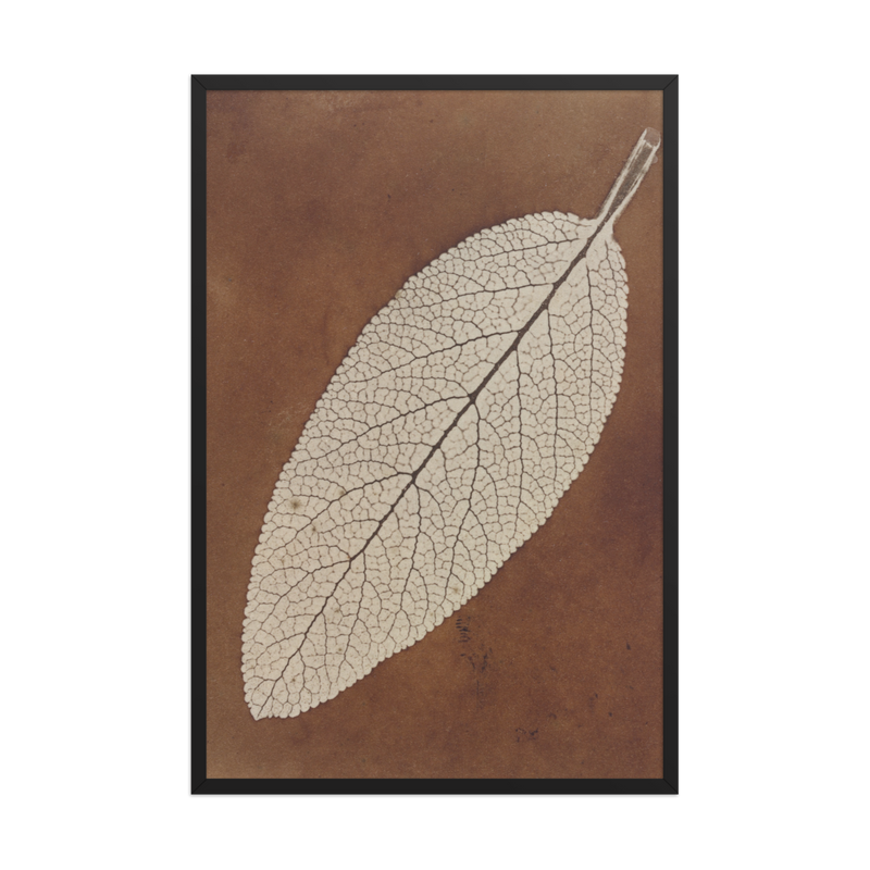 William Henry Fox Talbot, Leaf Study, 1839, Framed